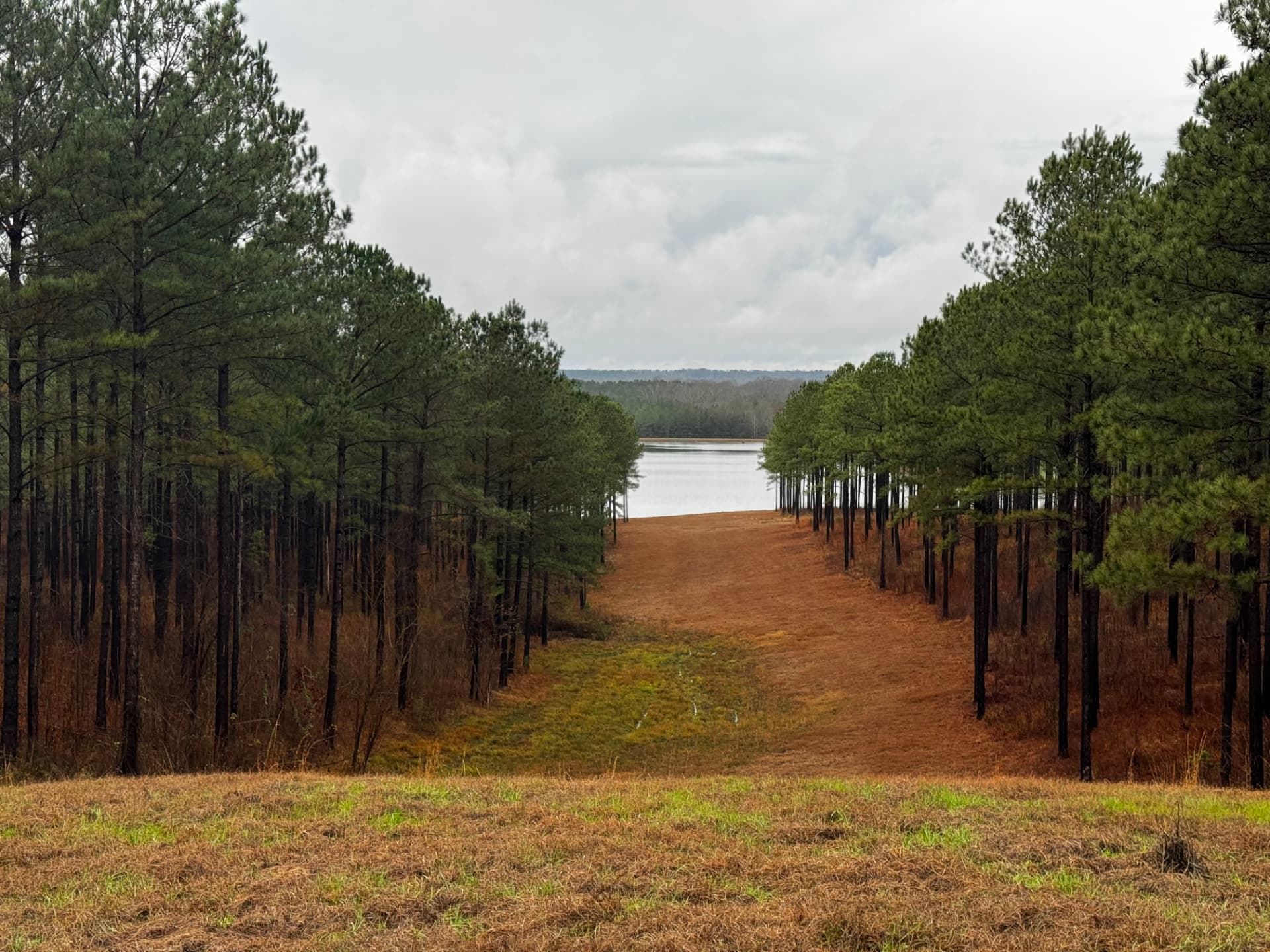 Mowed lane between managed pine rows opening onto a lake in late fall, west Alabama